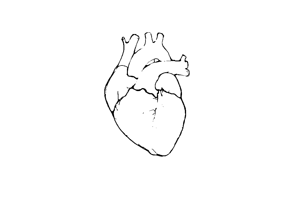Anatomical sketch of a human heart, simple black line drawing showing its basic shape and chambers