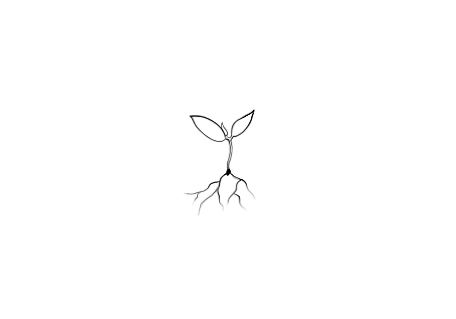 Simple sketch of a seedling with two leaves and roots, drawn in black and white